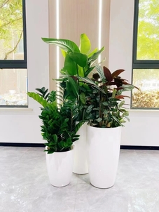 想花卉出租更专业？北仑这里有最佳选择