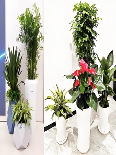 选择宁波北仑专业盆景出租，开启绿色之旅