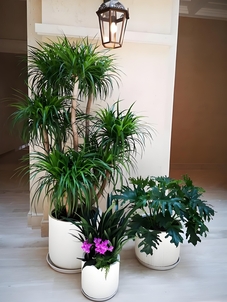 海曙盆景出租价格实惠