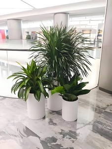 宁波余姚植物租摆服务优，绿植装饰新潮流