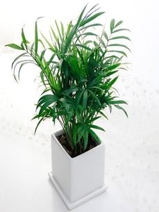 聚焦宁波北仑花木出租价格，别错过！