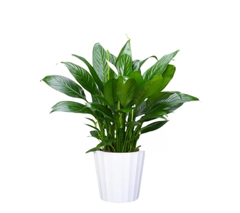 宁波鄞州专业植物租赁，让生活绿意盎然