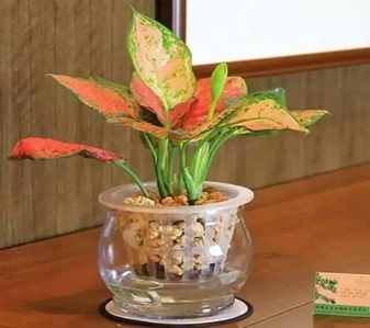 领略宁波镇海，花木租赁设计的别样风情