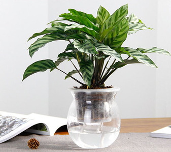 选宁波前湾专业绿植租赁，享优质办公绿植风